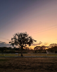 Árvore pôr do Sol