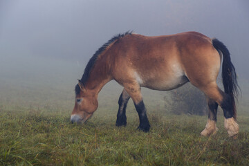 Horses graze in a field in thick fog on a hillside. Pasture in the early morning, silhouettes of...