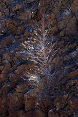 Plants growing in the crevices in the rocks of the cliff