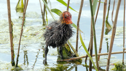 red winged blackbird