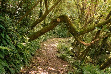 Low Hanging Branch Over Dense Forest Path, Nature Trail in the Woods