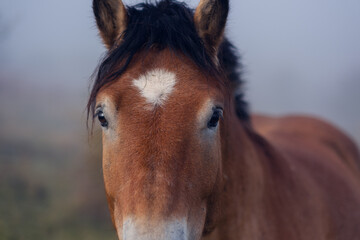 Obraz premium Portrait of a beautiful horse close-up. The horse grazes in the pasture on an early autumn foggy morning. The horse's beautiful look into the lens