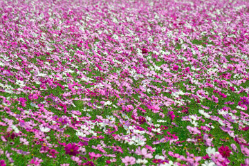 満開のコスモス
