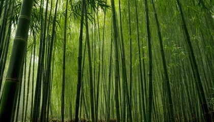 Fototapeta premium Bamboo grove in a batany park, green bamboo. Bamboo forest 300