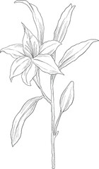 wild lily digital sketch illustration
