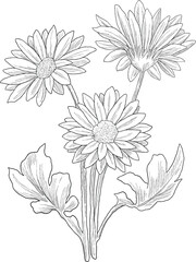 Gerbera flower botanical sketch illustration