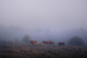Fototapeta premium Cows and horses graze in a field in thick fog on a hillside. Pasture in the early morning, silhouettes of cows and horses emerge from the fog
