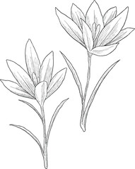 crocus vernus wild flower digital sketch illustration