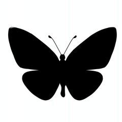 butterfly isolated on white