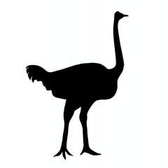 ostrich silhouette isolated on white