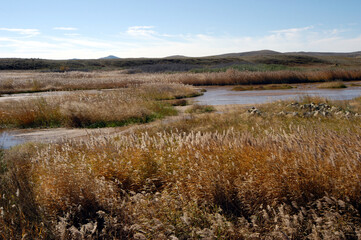 Aquatic grassland in Inner Mongolia, China