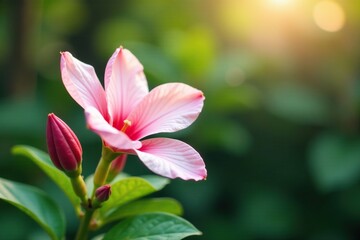 A delicate mix of pink and white petals unfurls from the leafy stem of a beautiful flowering plant under a tree, blossom, blossoms, blooming