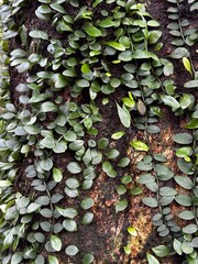 Climbing leaves background in tree trunk 