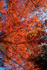 鎌倉2412　報国寺24　紅葉