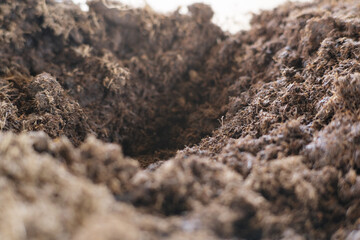 Earthworms are happiest in moist soil surrounded by dead plants