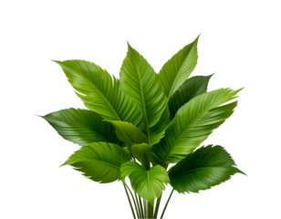 Vibrant green areca palm leaves creating natural paradise feel