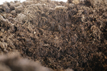 Earthworms are happiest in moist soil surrounded by dead plants
