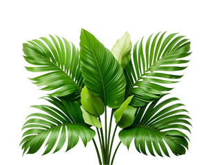 Vibrant green areca palm leaves creating natural paradise feel