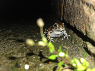 green frog close-up