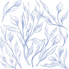 anthurium botanical floral pattern sketch illustration