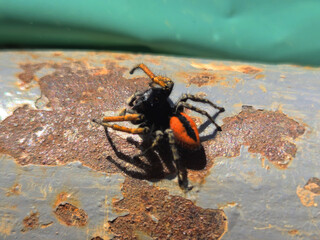 black and orange spider