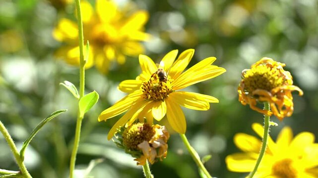 A close up shot of a honey bee on a yellow flower