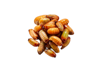 grub isolated on transparent or white background