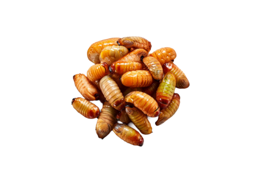grub isolated on transparent or white background