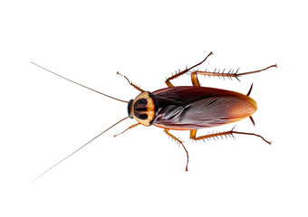 Cockroach isolated on transparent or white background