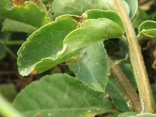 There are many beautiful insects that can be found on the flowers in the backyard.