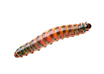 larva isolated on transparent or white background