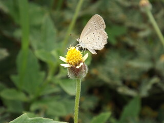 There are many beautiful insects that can be found on the flowers in the backyard.