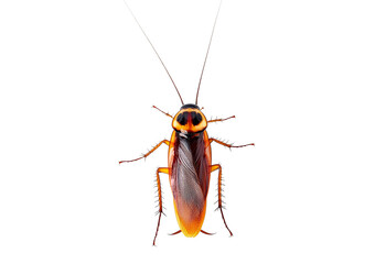Cockroach isolated on transparent or white background