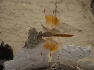 There are many beautiful insects that can be found on the flowers in the backyard.