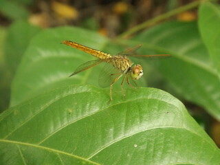 There are many beautiful insects that can be found on the flowers in the backyard.