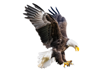Bald eagle (Haliaeetus leucocephalus) , flying in motion and in landing position isolated on transparent and white background