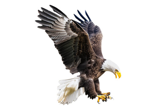 Bald eagle (Haliaeetus leucocephalus) , flying in motion and in landing position isolated on transparent and white background