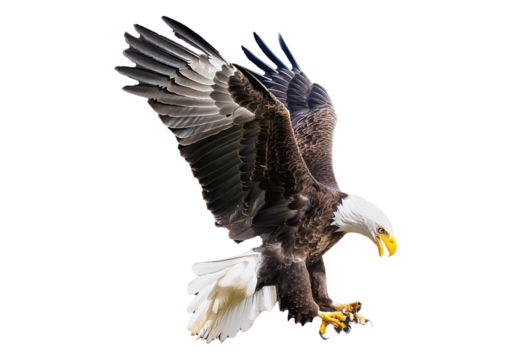 Bald eagle (Haliaeetus leucocephalus) , flying in motion and in landing position isolated on transparent and white background