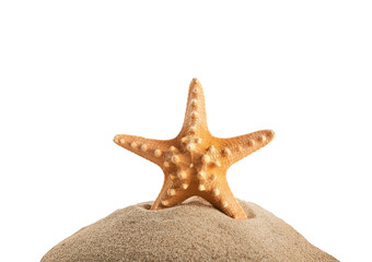 starfish isolated on transparent or white background