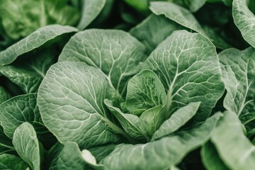 Obraz premium Close-up of vibrant green cabbage leaves. Illustrates freshness, health, and organic produce.