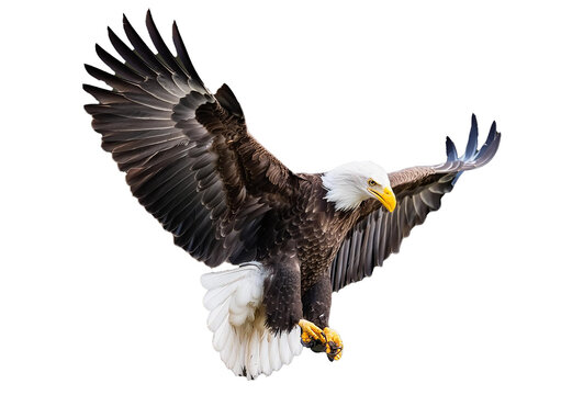 Bald eagle (Haliaeetus leucocephalus) , flying in motion and in landing position isolated on transparent and white background