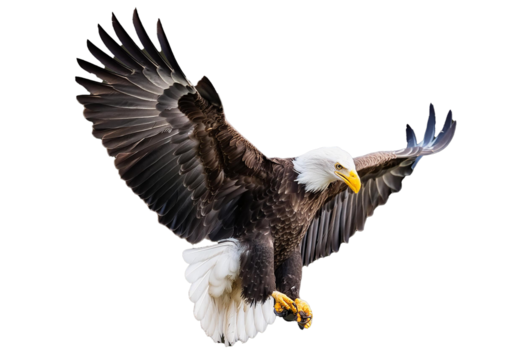 Bald eagle (Haliaeetus leucocephalus) , flying in motion and in landing position isolated on transparent and white background