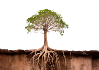 Tree of life with the roots isolated on transparent or white background