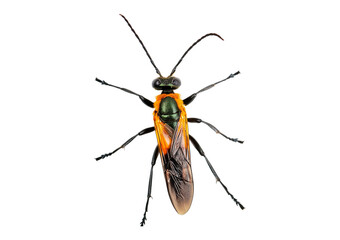 Firefly isolated on transparent or white background