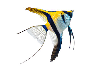 Angel fish isolated on a transparent or white background