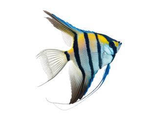 Angel fish isolated on a transparent or white background