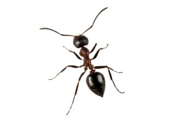 Ant isolated on transparent or white background