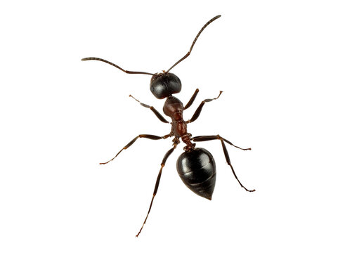 Ant isolated on transparent or white background