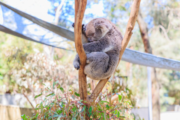 Fototapeta premium 木の枝の間で眠るコアラ