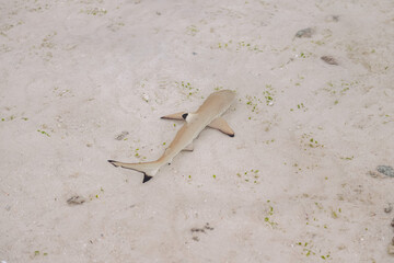 Black tip shark on the beach